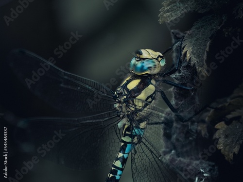 Macro shot of a male southern hawker, Aeshna cyanea. photo