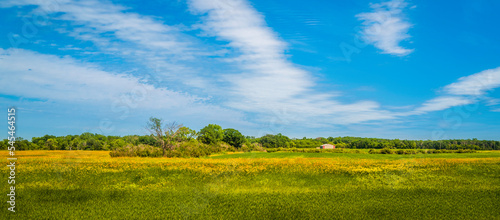 Green and yellow grass field under a blue sky with drifting clouds on a sunny summer day  panoramic landscape of a nature preserve in Winnipeg  Manitoba  Canada