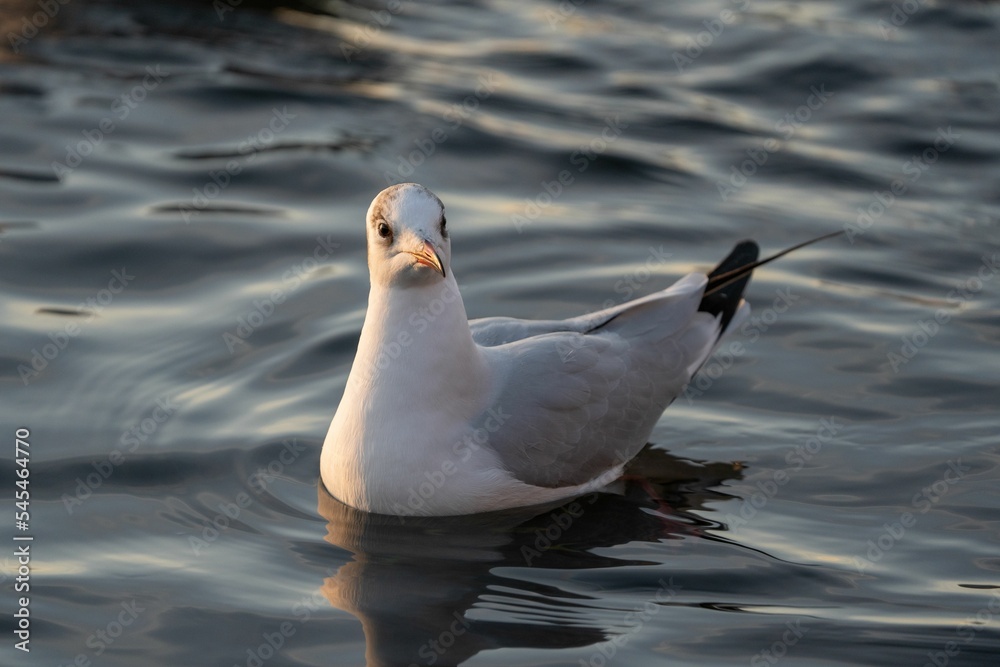 Closeup shot of a white gray seagull swimming on a lake surface
