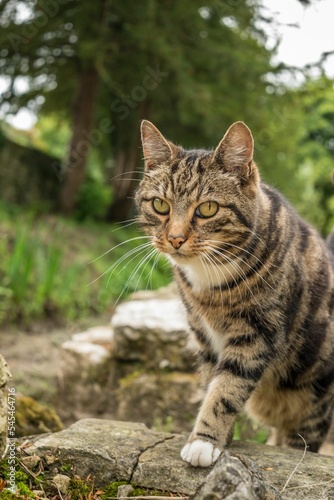 Wallpaper Mural Vertical shot of a cute cat with yellow eyes standing on a stone on the street Torontodigital.ca