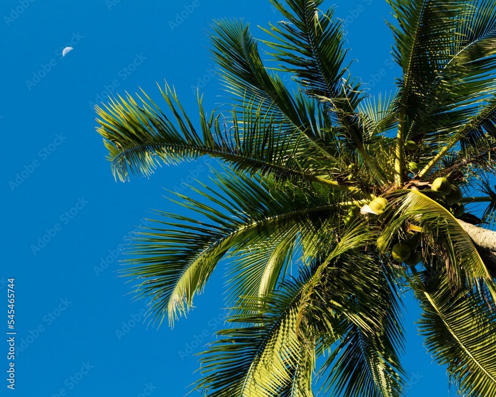 Low angle shot of a coconut tree with a blue sky background, Malaysia Low angle shot of a coconut tree with a blue sky background, Malaysia