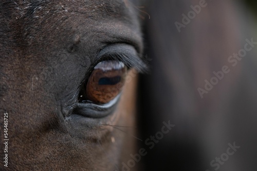 Closeup shot of a horse's eye