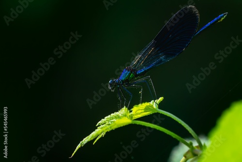Closeup shot of a dark blue damselfly on a green plant © Sebastian Elm/Wirestock Creators