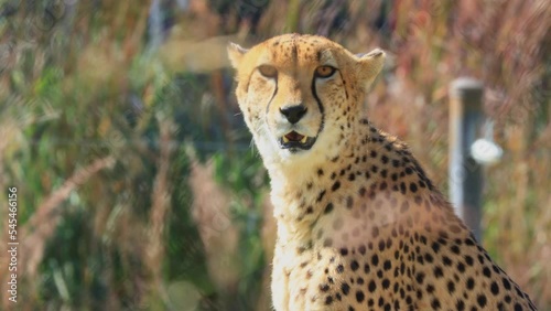 Close up shot of cute cheetah photo