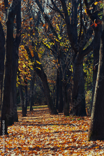 autumn in the park