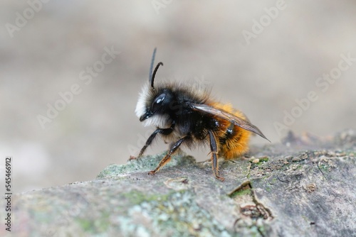 Closeup shot of a bee on wood