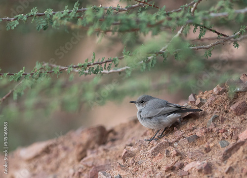 Blackstart Bird photo