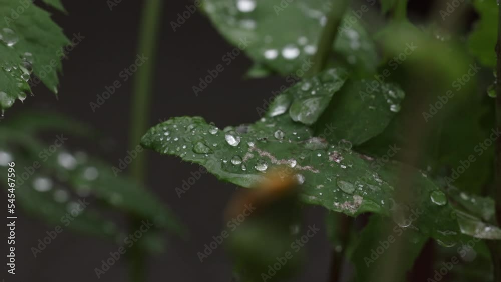 Closeup of fresh green leaves with raindrops Closeup of fresh green leaves with raindrops