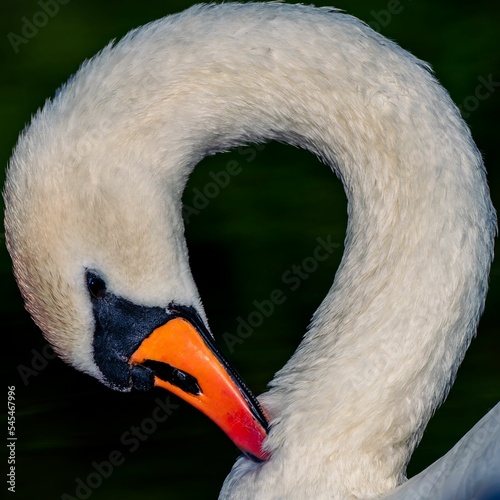 Fototapeta Naklejka Na Ścianę i Meble -  Closeup shot of an elegant white swan with a rounded neck