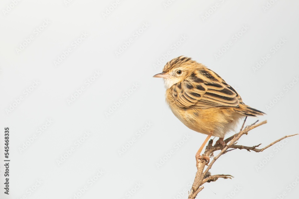 Fototapeta premium Closeup shot of a cane oatmeal bird perched on a branch on white background