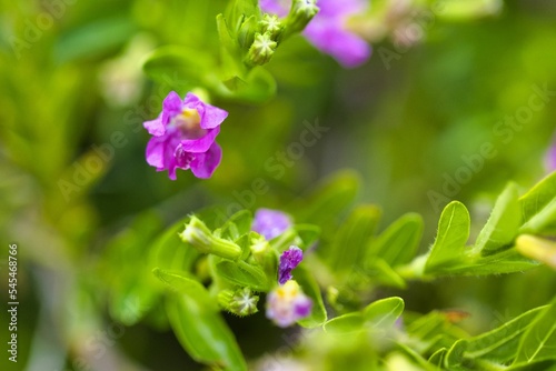 Selective focus of purple wildflowers blooming in the garden