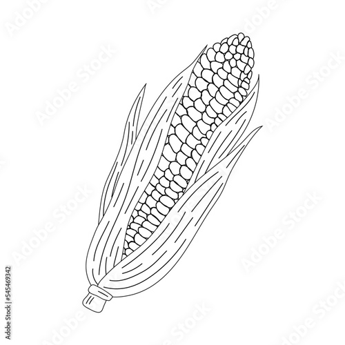 Hand drawn autumn corn doodle colorless illustrations. Сute vector objects. 