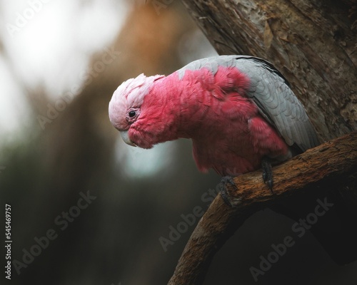 Closeup shot of a rose-breasted cackatoo on the tree photo