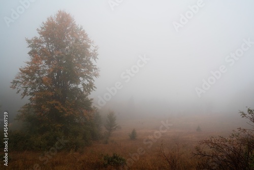 Low-angle shot of a beautiful forest on a foggy day