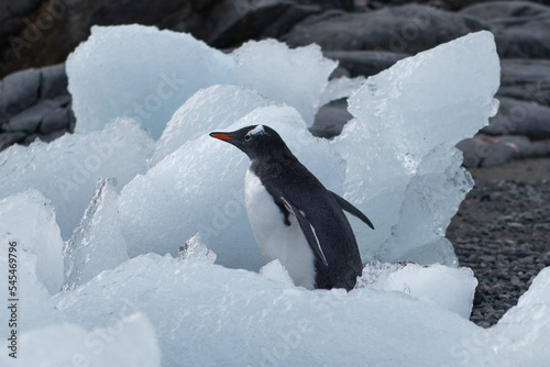 Gentoo penguin in an ice block