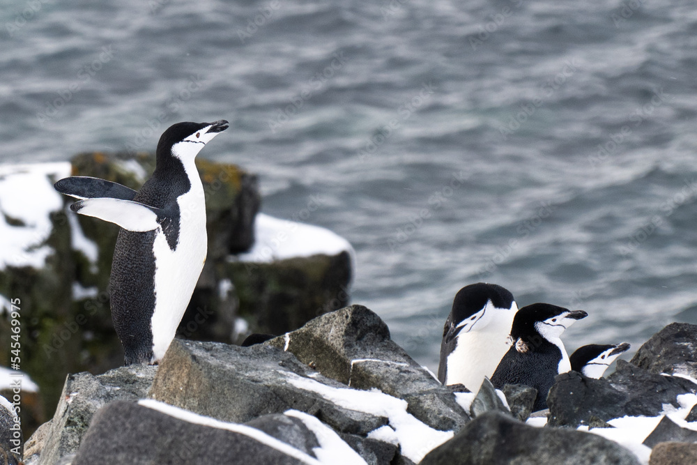 Fototapeta premium Group of Chinstrap penguins along the beach in Half Moon island
