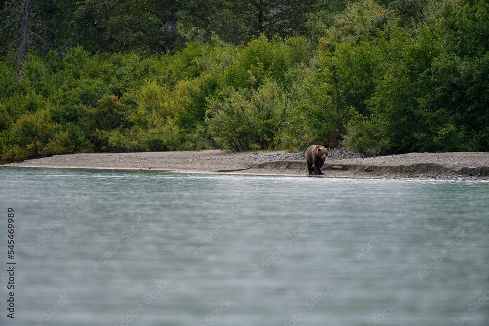 Beautiful shot of a brown grizzly bear walking around on a lake shore in Alaska Beautiful shot of a brown grizzly bear walking around on a lake shore in Alaska