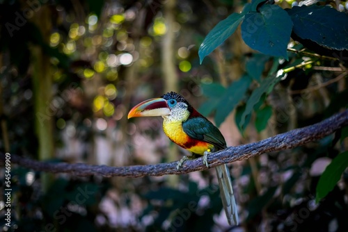 Quadro su tela Closeup of a Curl-crested Aracari bird perched on a tree branch