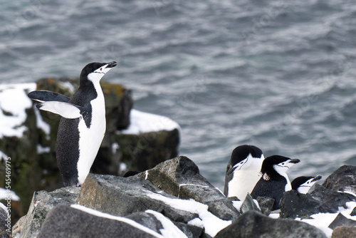 Group of Chinstrap penguins along the beach in Half Moon island