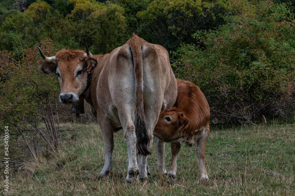 cows in the field