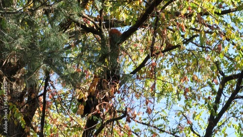 Red Panda on the tree 
