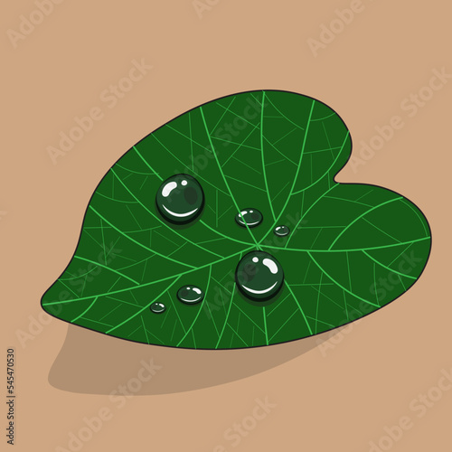 drops of water on taro leaves

