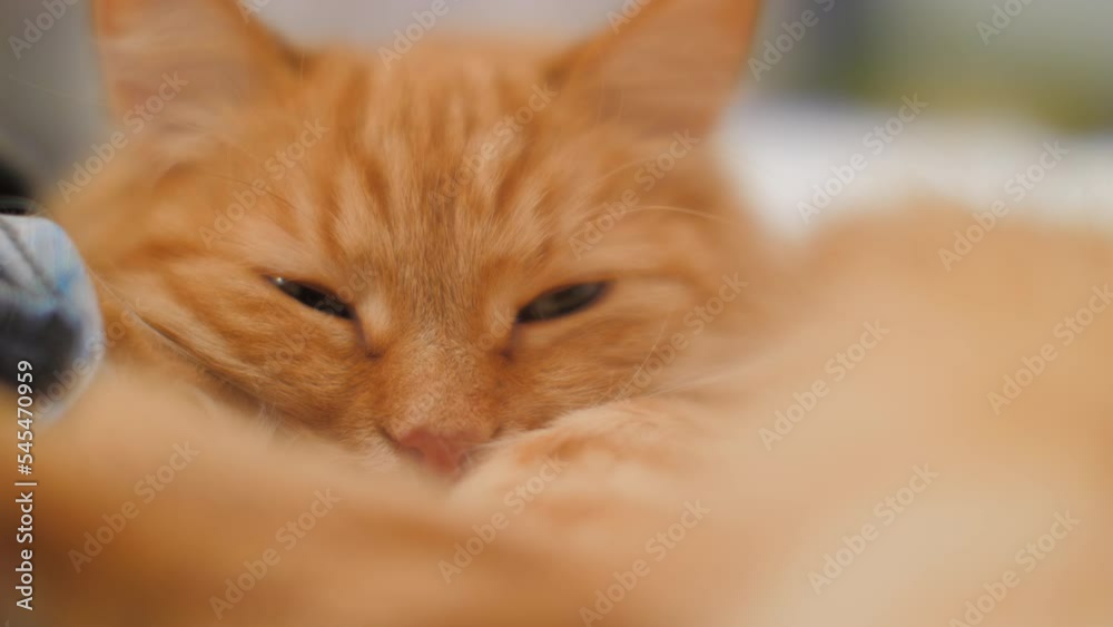 Ginger cat sleeps on pile of crumpled clothes. Fluffy pet has a comfort nap on fabric. Cozy home. Ginger cat sleeps on pile of crumpled clothes. Fluffy pet has a comfort nap on fabric. Cozy home.