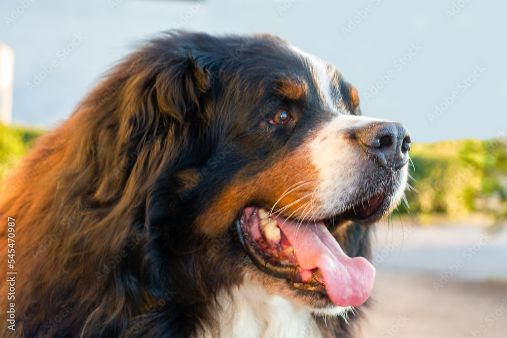 Berner Sennhund