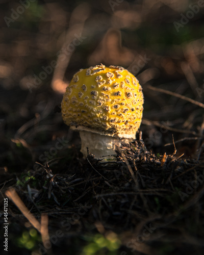 mushrooms in the forest