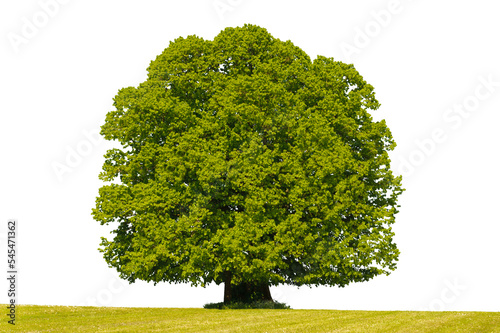   Einzelner Baum als Einzelbaum
