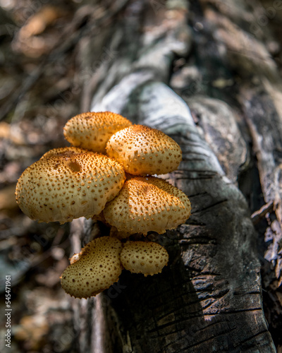 mushrooms in the forest