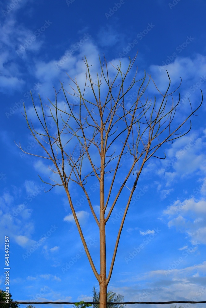 Vertical shot of a tall dry tree with bare branches under a blue sky Vertical shot of a tall dry tree with bare branches under a blue sky