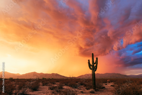 Saguaro cactus at sunset in the Arizona desert