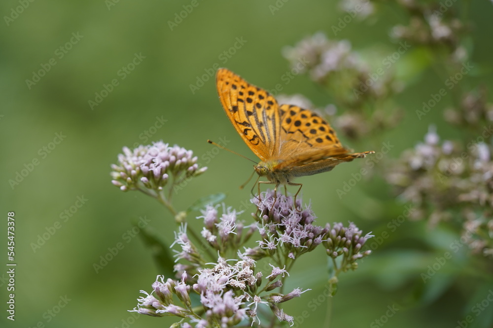 Schmetterling orange Kaisermantel Argynnis paphia Schmetterling orange Kaisermantel Argynnis paphia