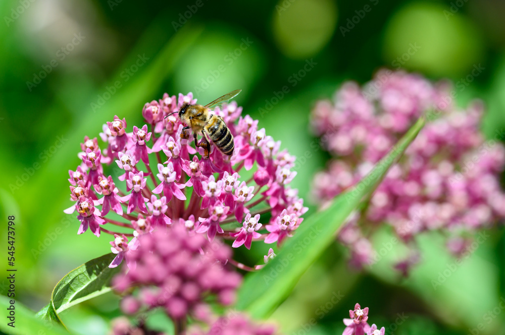 Honeybee pollinating a pink and white flower, as a nature background
