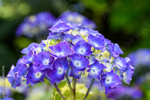 Closeup of a Hydrangea plant beginning to bloom with ruffles bright blue flowers in a summer garden 