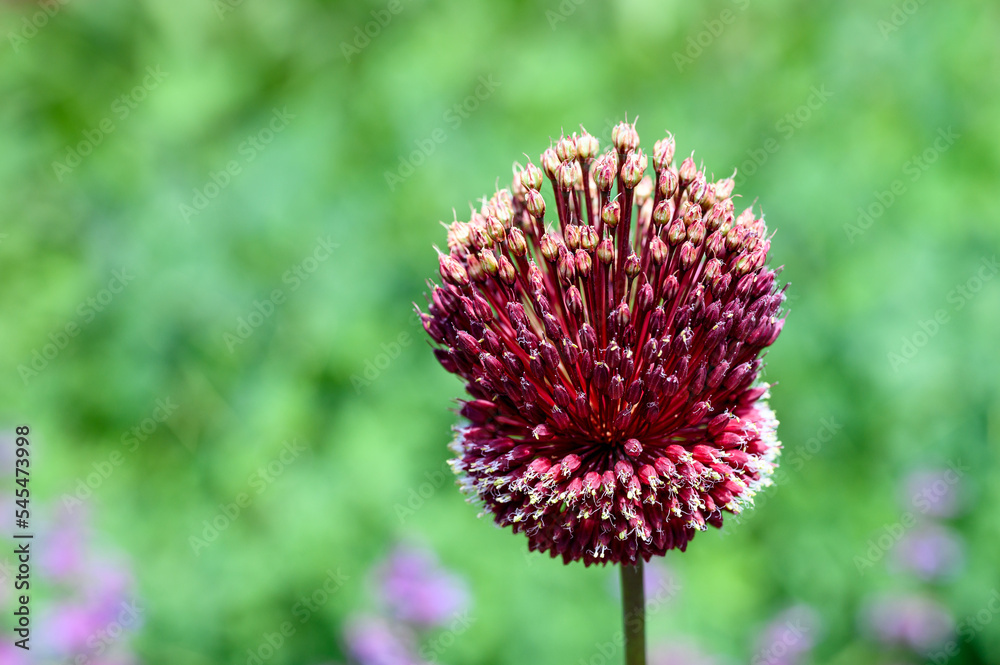 Closeup of the maroon ball of an Allium flower blooming in a summer garden
Closeup of the maroon ball of an Allium flower blooming in a summer garden