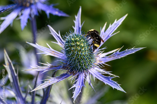 Bumblebee pollinating the thistle like blue flower of a Sea Holly plant blooming in a summer garden
 photo