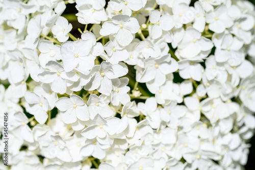 Closeup small lacy white flowers of a Hydrangea plant blooming in a summer garden 