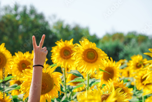 Teenage hand peeps out of a field of sunflowers and shows a friendly gesture two fingers up against a blue sky background.