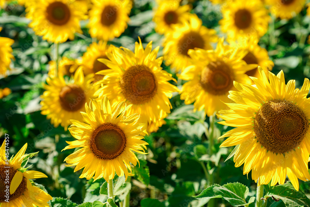 Wonderful view field of yellow sunflowers by summertime.