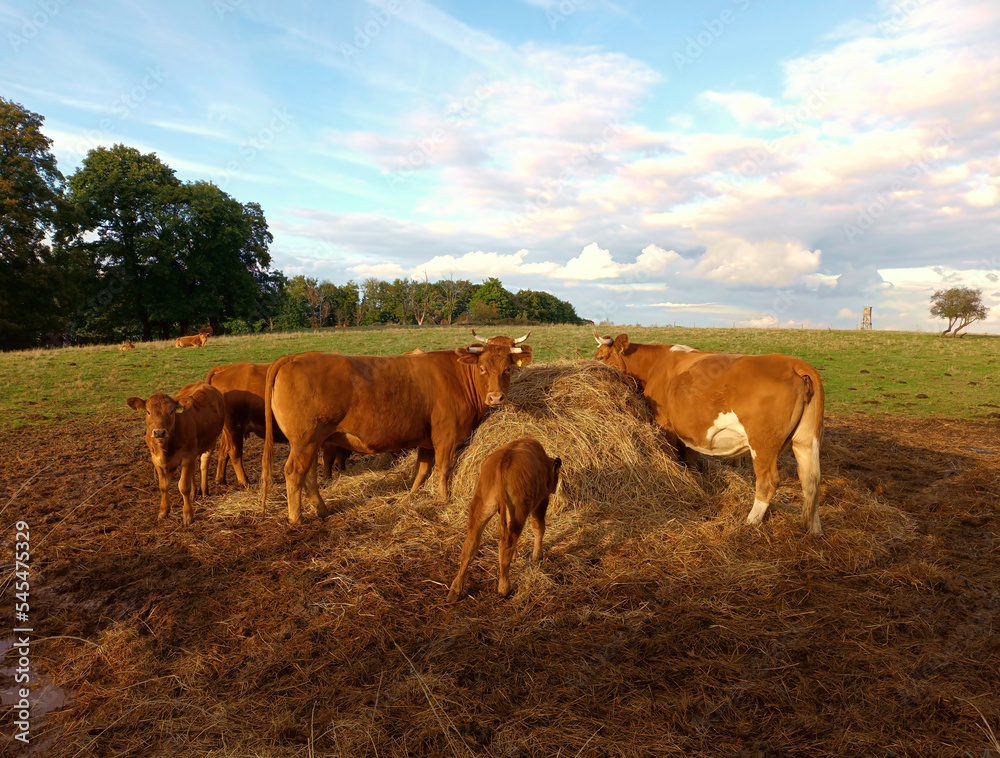 Braune Kühe und Kälber auf einer Weide essen Stroh. Im Hintergrund eine grüne Wiese, Wald und ein blauer Himmel mit Wolken. Braune Kühe und Kälber auf einer Weide essen Stroh. Im Hintergrund eine grüne Wiese, Wald und ein blauer Himmel mit Wolken.