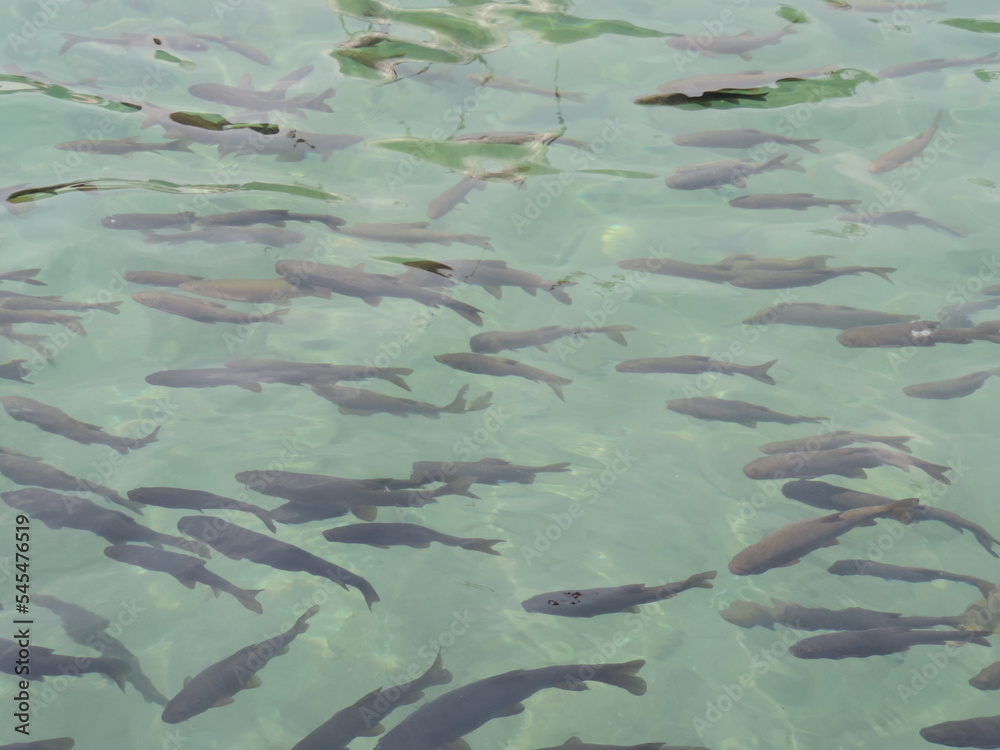 Schizothorax Palgiostomus Benthic Feeder Schizothorax Palgiostomus Benthic Feeder