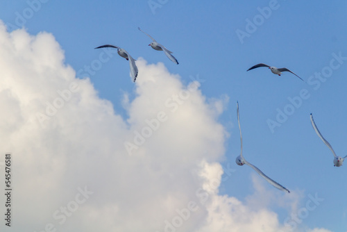 birds in the sky