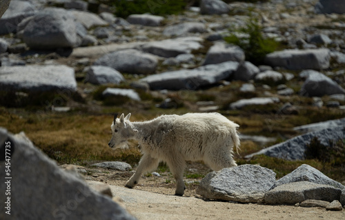 Mountain goat kit walking in the alpine lakes wilderness in Washington