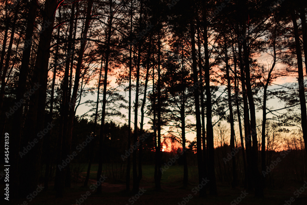 Pine forest at sunset, silhouettes of trees.