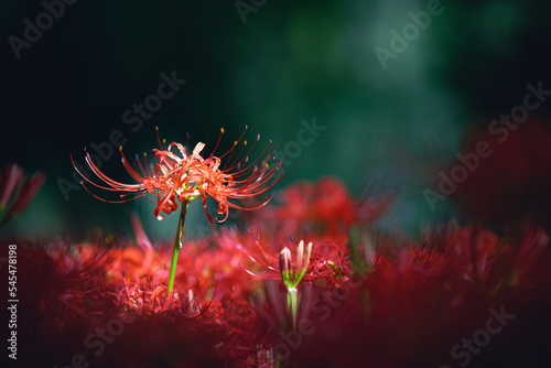 red spider lily photo