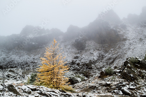 Solitary Larch tree in the alpine lakes wilderness of Washington State