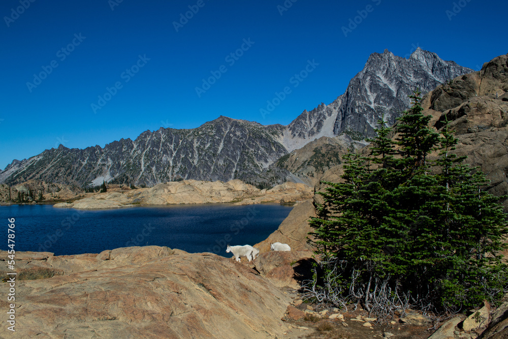 Group of mountain goats in front of Lake Ingalls and Mount Stuart