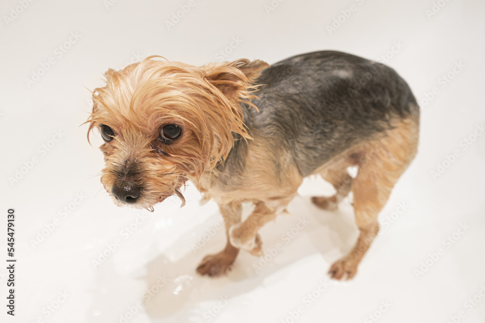 Small dog of Yorkshire terrier breed is standing wet in the bath while bathing. Dog does not like to wash and tightens its paws. Small dog of Yorkshire terrier breed is standing wet in the bath while bathing. Dog does not like to wash and tightens its paws.